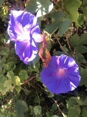 Ipomoea