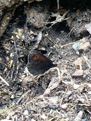 Erebia mancinus