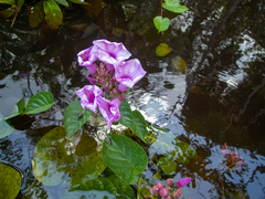 Ipomoea philomega