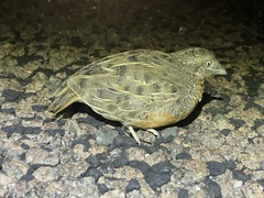 Turnix pyrrhothorax