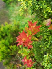 Vaccinium cylindraceum