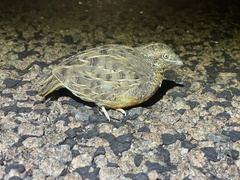 Turnix pyrrhothorax