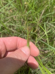 Rhynchospora inexpansa