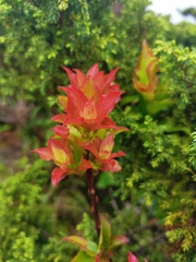 Vaccinium cylindraceum
