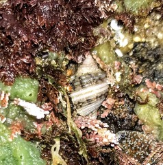 Nucella canaliculata