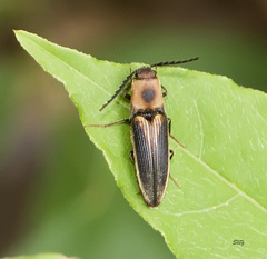 Megapenthes limbalis