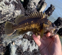 Sebastes chrysomelas