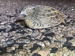 Turnix pyrrhothorax