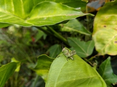 Abisares viridipennis