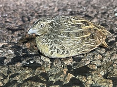 Turnix pyrrhothorax