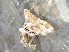 Usingeriessa
