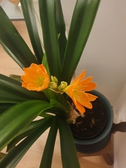 Clivia miniata