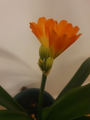 Clivia miniata