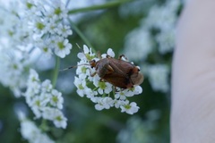 Deraeocoris olivaceus