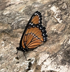 Limenitis archippus obsoleta