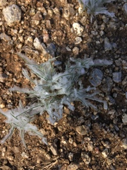 Munroa squarrosa