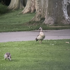 Alopochen aegyptiaca