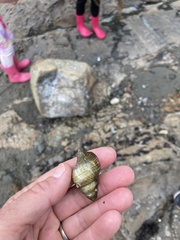 Nucella canaliculata