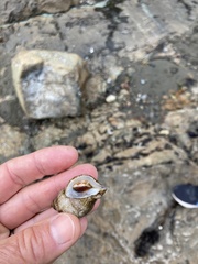 Nucella canaliculata