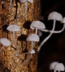 Mycena maldea
