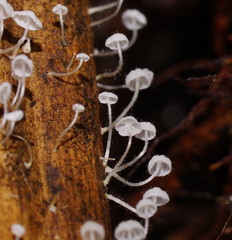 Mycena maldea