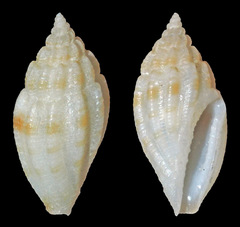 Eucithara obesa