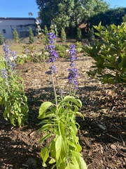 Salvia