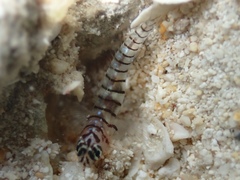 Tigrigobius macrodon