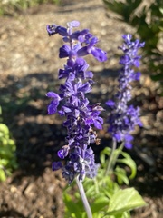 Salvia
