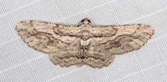 Pachyplocia griseata