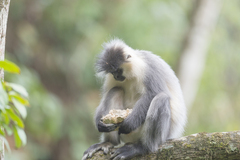 Trachypithecus pileatus