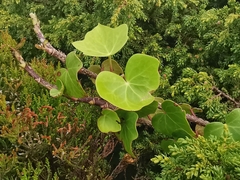 Hedera azorica