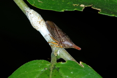 Calloconophora furcata