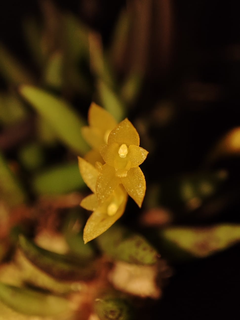 Acianthera leptotifolia