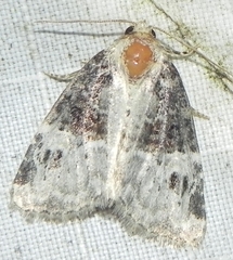 Neoligia crytora