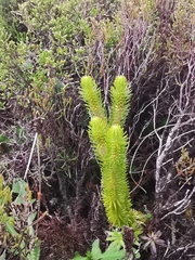 Phlegmariurus dentatus