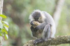 Trachypithecus pileatus