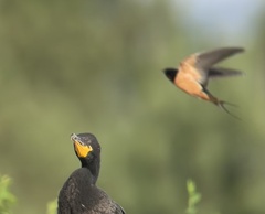 Hirundo rustica