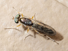 Merosargus caeruleifrons
