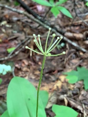 Clintonia umbellulata