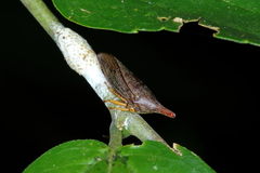 Calloconophora furcata