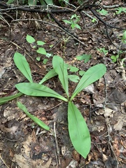 Clintonia umbellulata