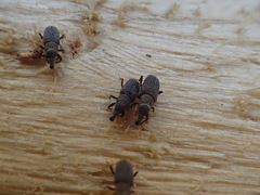 Dryophthorus americanus