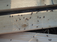 Dryophthorus americanus