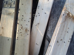 Dryophthorus americanus