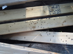 Dryophthorus americanus