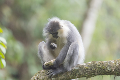 Trachypithecus pileatus