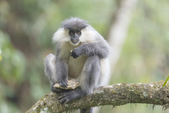 Trachypithecus pileatus