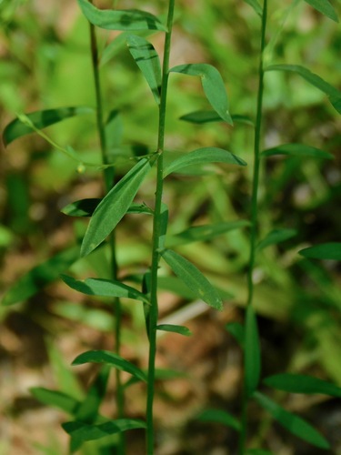 Image of Linum virginianum by (c) Michael J. Papay, some rights reserved (CC BY)