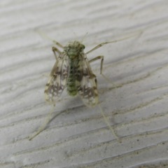 Psectrotanypus dyari